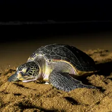 Leatherback Sea Turtle, Female
