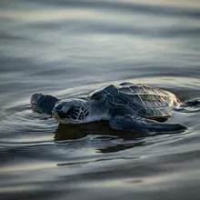Leatherback Sea Turtle, Young