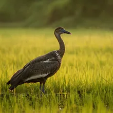 Lesser Adjutant, Female