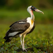 Lesser Adjutant, Male