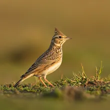 Liben Lark, Female