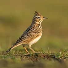 Liben Lark, Male