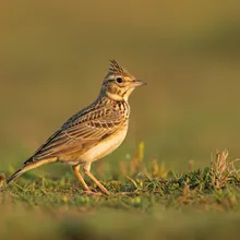 Liben Lark, Young