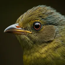 Liberia Greenbul, Close up