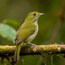 Liberia Greenbul, Female