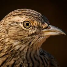 Libyan Desert Lark, Close up