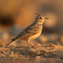 Libyan Desert Lark, Female
