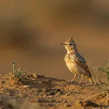 Libyan Desert Lark, Young