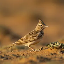 Libyan Lark, Female