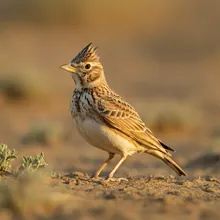 Libyan Lark, Male