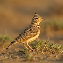 Libyan Lark, Young