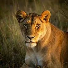 Lion, Female