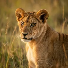 Lion, Young