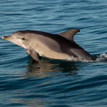 Long-beaked Common Dolphin, Female
