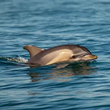 Long-beaked Common Dolphin, Male