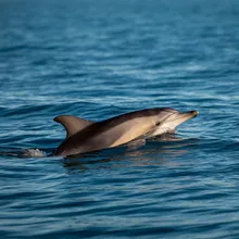 Long-beaked Common Dolphin, Young