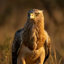 Long-crested Eagle, Female