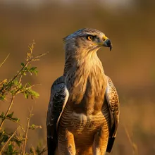 Long-crested Eagle, Male