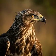 Long-crested Eagle, Young