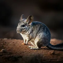 Long-tailed Chinchilla, Female