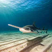 Longcomb Sawfish, Female