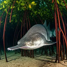 Longcomb Sawfish, Male