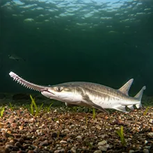 Longcomb Sawfish, Young