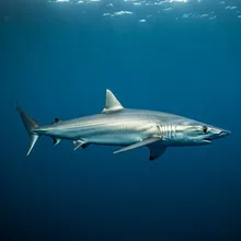 Longfin Mako Shark, Female