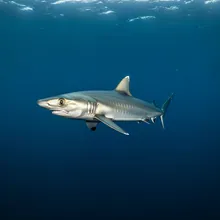 Longfin Mako Shark, Young