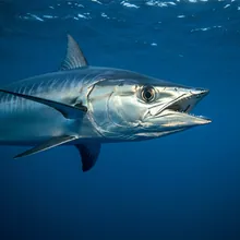 Longfin Mako, Female
