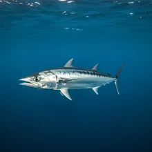 Longfin Mako, Young