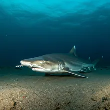 Longnose Sawshark, Female