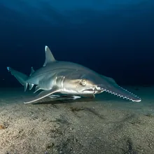 Longnose Sawshark, Male