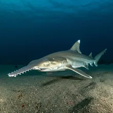 Longnose Sawshark, Young