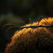 Lord Howe Island Stick Insect, Female