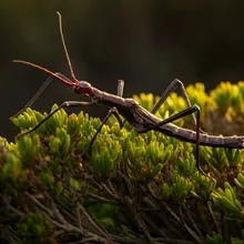 Lord Howe Island Stick Insect, Male