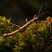 Lord Howe Island Stick Insect, Young