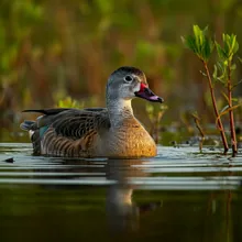 Madagascar Pochard, Female