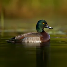 Madagascar Pochard, Male