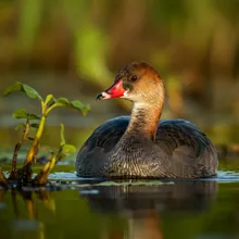 Madagascar Pochard, Young
