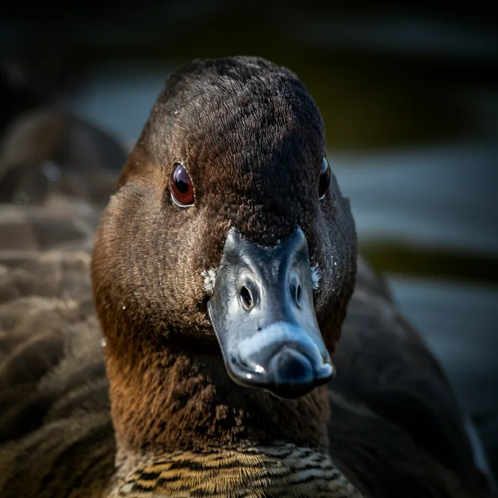 Madagascar Pochard