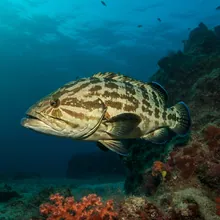 Malabar Grouper, Male