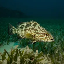 Malabar Grouper, Young