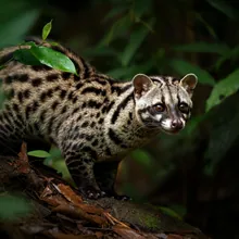 Malabar Large-spotted Civet, Female