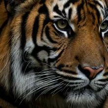 Malayan Tiger, Close up