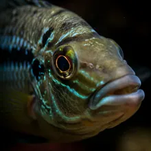 Mangarahara Cichlid, Close up