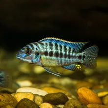 Mangarahara Cichlid, Female