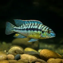 Mangarahara Cichlid, Male