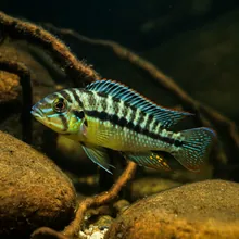 Mangarahara Cichlid, Young