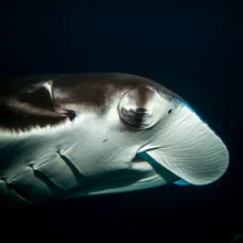 Manta Ray, Close up